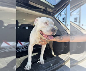 Mutt Dogs for adoption in Stockton, CA, USA