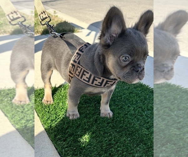 Medium Photo #9 French Bulldog Puppy For Sale in LEANDER, TX, USA