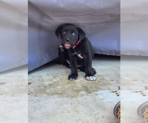 Medium Photo #2 Labrador Retriever-Unknown Mix Puppy For Sale in Dana Point, CA, USA