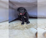 Small #1 Labrador Retriever Mix