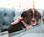 Small Photo #30 Australian Shepherd Puppy For Sale in STAFFORD, VA, USA
