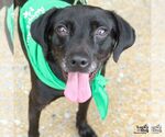 Small #1 Labrador Retriever