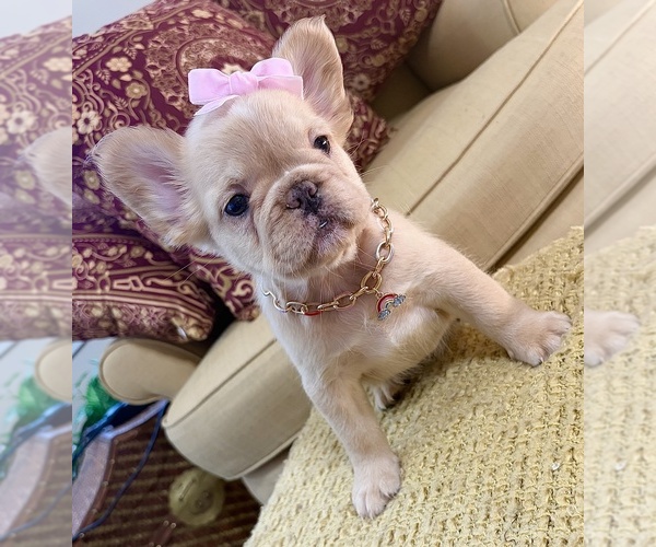 Medium Photo #2 French Bulldog Puppy For Sale in SNELLVILLE, GA, USA
