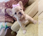 Isabella - Female French Bulldog Puppy for Sale - Photo #2