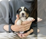 Small Photo #2 Miniature Australian Shepherd Puppy For Sale in BAKERSFIELD, CA, USA
