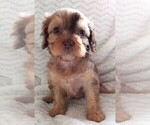 Small Photo #5 Cavapoo Puppy For Sale in CARLISLE, KY, USA