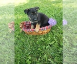 Small Photo #3 German Shepherd Dog Puppy For Sale in MILLERSTOWN, PA, USA
