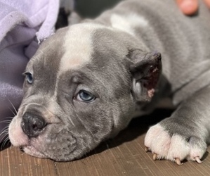 Bullypit Puppy for sale in SNELLVILLE, GA, USA