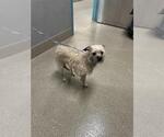 Small Mutt