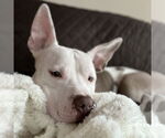 Small American Pit Bull Terrier