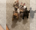 Small Photo #3 French Bulldog Puppy For Sale in GREENWOOD, MO, USA