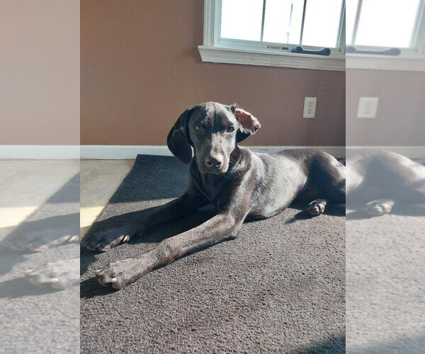 Medium Photo #1 Labrador Retriever-Unknown Mix Puppy For Sale in Coldwater, MI, USA