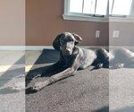 Small Photo #1 Labrador Retriever-Unknown Mix Puppy For Sale in Coldwater, MI, USA