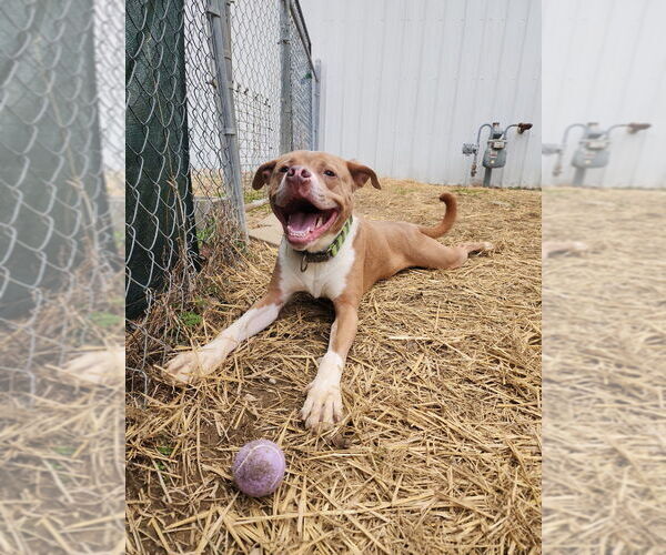 Medium Photo #1 Boxer-Unknown Mix Puppy For Sale in Evansville, IN, USA