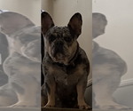 Small Photo #1 French Bulldog Puppy For Sale in NEWARK, NJ, USA