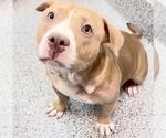 Small #1 American Bulldog Mix