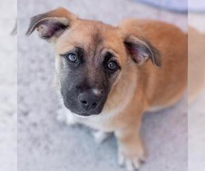 Lego Pup - Technic - Male Chihuahua-Unknown Mix Dog for Adoption - Photo #13