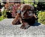 Puppy 1 Shih Tzu