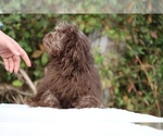 Small #5 ShihPoo