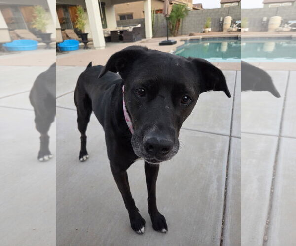 Medium Photo #7 American Pit Bull Terrier-Labrador Retriever Mix Puppy For Sale in Chandler, AZ, USA