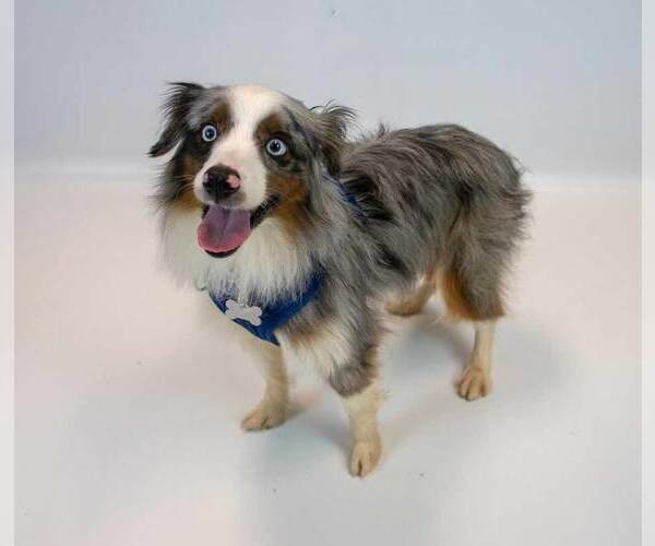 Medium Photo #5 Australian Shepherd Puppy For Sale in Kennesaw, GA, USA