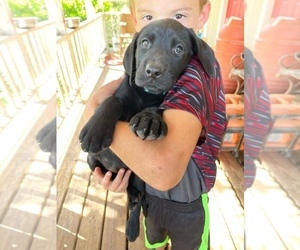 Labrador Retriever Puppy for sale in ADKINS, TX, USA