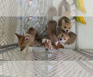 Pembroke Welsh Corgi Puppy for Sale in HAVELOCK, North Carolina USA
