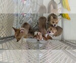 Small Pembroke Welsh Corgi