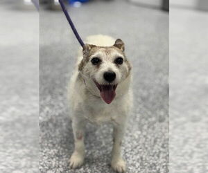 Mutt Dogs for adoption in Westminster, MD, USA