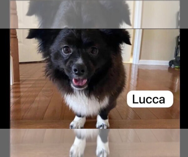 Medium Photo #1 Pomeranian-Unknown Mix Puppy For Sale in Jackson Township, NJ, USA