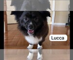 Lucca - Male Pomeranian-Unknown Mix Dog for Adoption - Small photo