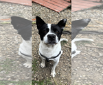 Small American Staffordshire Terrier Mix