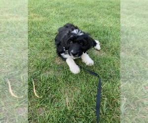 Aussiedoodle Puppy for sale in JEROME, MI, USA