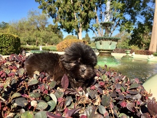 Shih Tzu Puppy for sale in HAYWARD, CA, USA