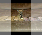 Small Photo #3 Belgian Malinois Puppy For Sale in GILBERT, AZ, USA