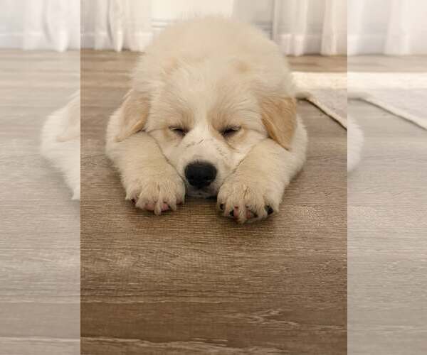 Medium Photo #3 Great Pyrenees-Unknown Mix Puppy For Sale in Dallas, TX, USA
