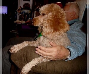Father of the Poodle (Standard) puppies born on 01/23/2023