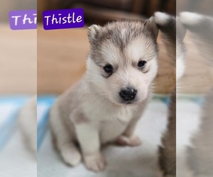 Alaskan Malamute Puppy for sale in CRIVITZ, WI, USA