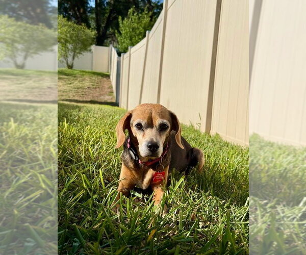 Medium Photo #3 Beagle Puppy For Sale in Tampa, FL, USA