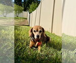 Small #2 Beagle