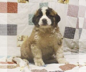 Saint Bernard Puppy for sale in MARIETTA, PA, USA