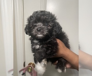 Maltipoo-Pomeranian Mix Puppy for Sale in LOGANVILLE, Georgia USA