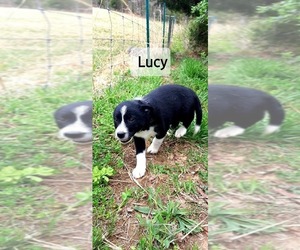 Border Collie Puppy for sale in CLARKRANGE, TN, USA