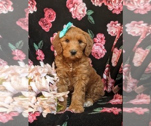 Goldendoodle (Miniature) Puppy for Sale in OXFORD, Pennsylvania USA