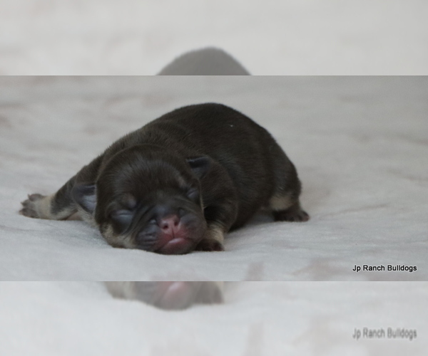 Medium Photo #7 French Bulldog Puppy For Sale in WINNSBORO, TX, USA
