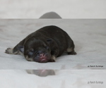 Small #5 French Bulldog