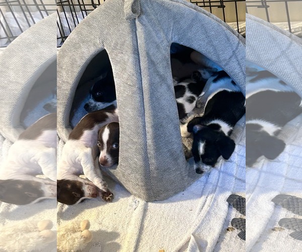 Medium Photo #2 Dachshund-Unknown Mix Puppy For Sale in Sandy, UT, USA