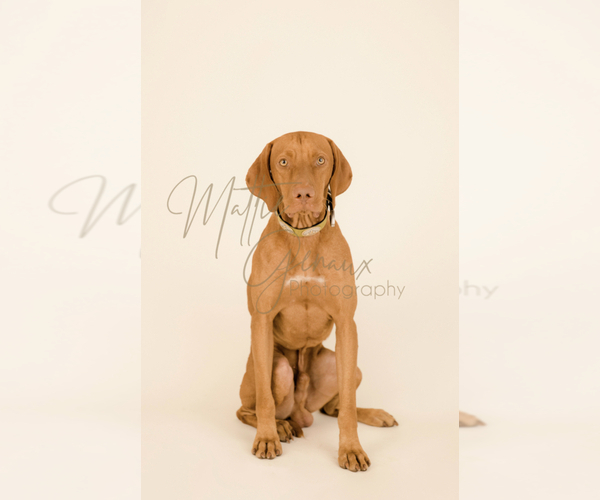 Medium Photo #5 Vizsla Puppy For Sale in SCREVEN, GA, USA
