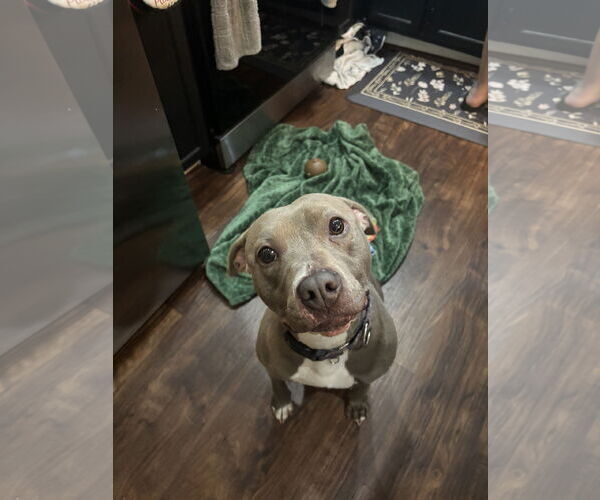 Medium Photo #4 Mutt Puppy For Sale in Orlando, FL, USA