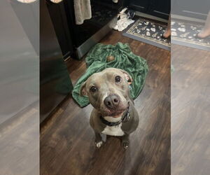 Penny (Penelope) - Female Mutt Dog for Adoption - Photo #4